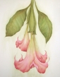 Angel Trumpets Tutorial