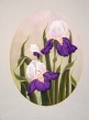 Irises Packet