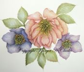 Hellebores E-Packet 232