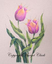 Tulips Colored Pencil E-Packet 246