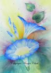 Morning Glories E-Packet 229